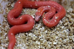 Neuheit !!! Rote albino Hausschlangen und hets abzugeben Bild 5