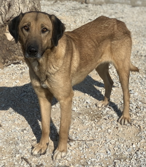 Sheryl, geb. ca. 01 2017, lebt in GRIECHENLAND, im städt. Tierheim Serres Bild 11