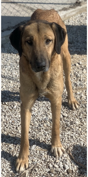 Sheryl, geb. ca. 01 2017, lebt in GRIECHENLAND, im städt. Tierheim Serres Bild 2