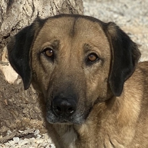Sheryl, geb. ca. 01 2017, lebt in GRIECHENLAND, im städt. Tierheim Serres