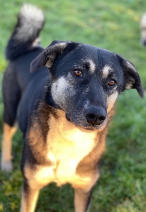 Nancy, geb. ca. 03 2019, lebt in GRIECHENLAND, Gelände, auf dem die Hunde notdürftig versorgt werden Bild 5