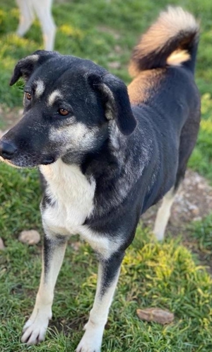 Nancy, geb. ca. 03 2019, lebt in GRIECHENLAND, Gelände, auf dem die Hunde notdürftig versorgt werden Bild 9