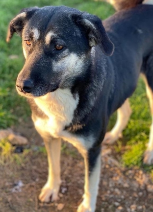 Nancy, geb. ca. 03 2019, lebt in GRIECHENLAND, Gelände, auf dem die Hunde notdürftig versorgt werden Bild 4