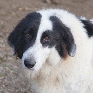 Maella, geb. ca. 02 2020, lebt in GRIECHENLAND, im städt. Tierheim Serres