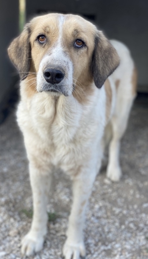 Clementini, geb. ca. 03/2019, lebt in GRIECHENLAND, im städt. Tierheim Serres Bild 8