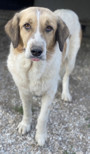 Clementini, geb. ca. 03/2019, lebt in GRIECHENLAND, im städt. Tierheim Serres Bild 5