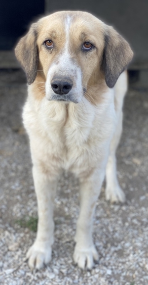 Clementini, geb. ca. 03/2019, lebt in GRIECHENLAND, im städt. Tierheim Serres Bild 6