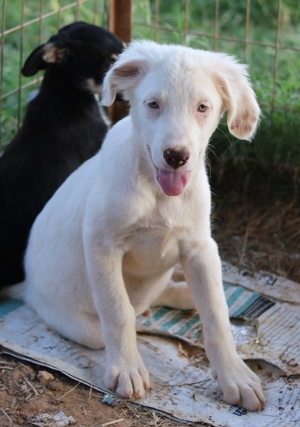 Troyo, geb. ca. 07 2022, in GRIECHENLAND, auf Gelände, auf dem die Hunde notdürftig versorgt werden Bild 9
