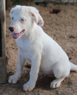 Troyo, geb. ca. 07 2022, in GRIECHENLAND, auf Gelände, auf dem die Hunde notdürftig versorgt werden Bild 16