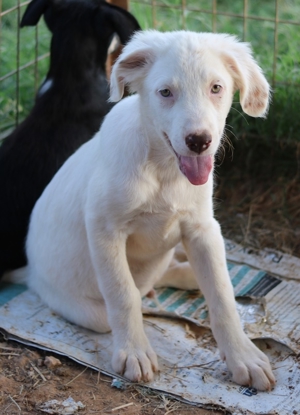 Troyo, geb. ca. 07 2022, in GRIECHENLAND, auf Gelände, auf dem die Hunde notdürftig versorgt werden Bild 8