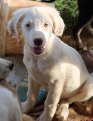 Troyo, geb. ca. 07 2022, in GRIECHENLAND, auf Gelände, auf dem die Hunde notdürftig versorgt werden Bild 3