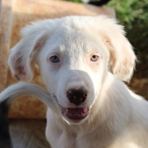 Troyo, geb. ca. 07 2022, in GRIECHENLAND, auf Gelände, auf dem die Hunde notdürftig versorgt werden