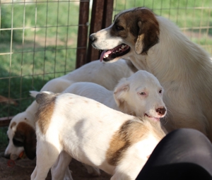 Troyo, geb. ca. 07 2022, in GRIECHENLAND, auf Gelände, auf dem die Hunde notdürftig versorgt werden Bild 12