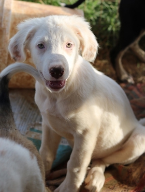 Troyo, geb. ca. 07 2022, in GRIECHENLAND, auf Gelände, auf dem die Hunde notdürftig versorgt werden Bild 2
