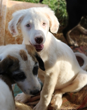 Troyo, geb. ca. 07 2022, in GRIECHENLAND, auf Gelände, auf dem die Hunde notdürftig versorgt werden Bild 4