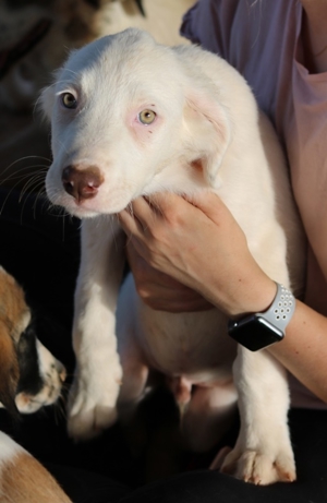 Troyo, geb. ca. 07 2022, in GRIECHENLAND, auf Gelände, auf dem die Hunde notdürftig versorgt werden Bild 13