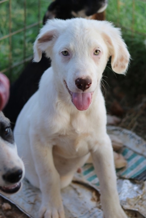 Troyo, geb. ca. 07 2022, in GRIECHENLAND, auf Gelände, auf dem die Hunde notdürftig versorgt werden Bild 5