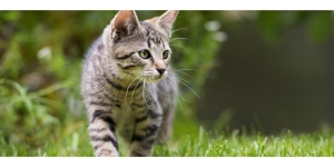 (0178-9054112)Ich biete Katzenbetreuung, da wo sich die Katze am Wohlsten fühlt, zu Hause!