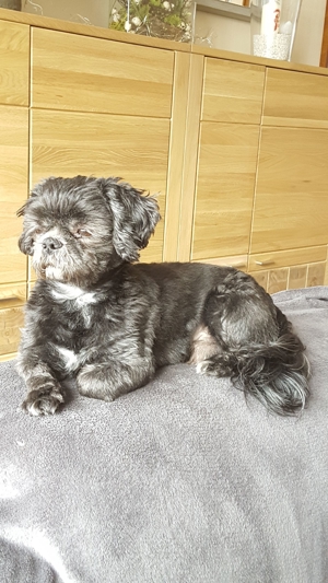 Deckrüden, Shih-Tzu, Malteser, Havaneser, Bolonka Pudel Terrier Pekinese gesund erfahren liebenswert Bild 9