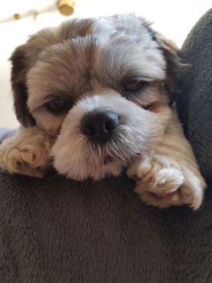 Deckrüden, Shih-Tzu, Malteser, Havaneser, Bolonka Pudel Terrier Pekinese gesund erfahren liebenswert Bild 7