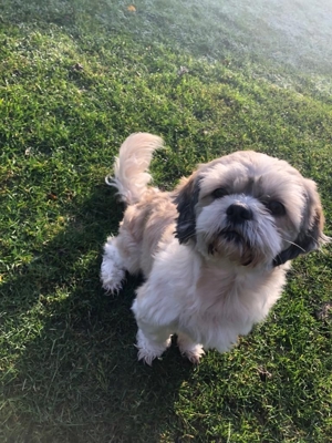 Deckrüden, Shih-Tzu, Malteser, Havaneser, Bolonka Pudel Terrier Pekinese gesund erfahren liebenswert Bild 12