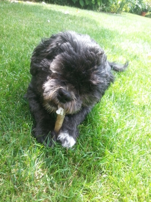 Deckrüden, Shih-Tzu, Malteser, Havaneser, Bolonka Pudel Terrier Pekinese gesund erfahren liebenswert Bild 4