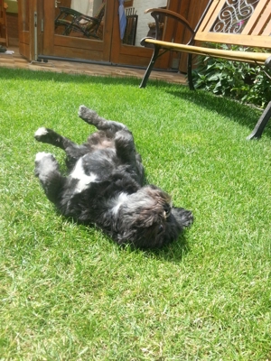 Deckrüden, Shih-Tzu, Malteser, Havaneser, Bolonka Pudel Terrier Pekinese gesund erfahren liebenswert Bild 19