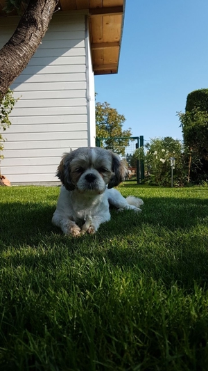Deckrüden, Shih-Tzu, Malteser, Havaneser, Bolonka Pudel Terrier Pekinese gesund erfahren liebenswert Bild 14