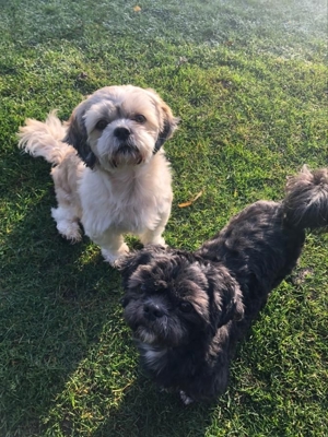 Deckrüden, Shih-Tzu, Malteser, Havaneser, Bolonka Pudel Terrier Pekinese gesund erfahren liebenswert Bild 15