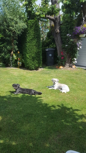 Deckrüden, Shih-Tzu, Malteser, Havaneser, Bolonka Pudel Terrier Pekinese gesund erfahren liebenswert Bild 10