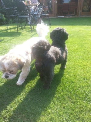 Deckrüden, Shih-Tzu, Malteser, Havaneser, Bolonka Pudel Terrier Pekinese gesund erfahren liebenswert Bild 18