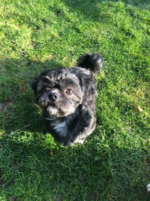 Deckrüden, Shih-Tzu, Malteser, Havaneser, Bolonka Pudel Terrier Pekinese gesund erfahren liebenswert Bild 11