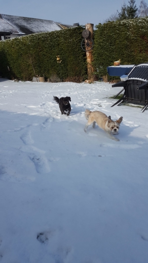 Deckrüden, Shih-Tzu, Malteser, Havaneser, Bolonka Pudel Terrier Pekinese gesund erfahren liebenswert Bild 16