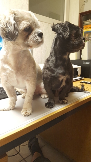 Deckrüden, Shih-Tzu, Malteser, Havaneser, Bolonka Pudel Terrier Pekinese gesund erfahren liebenswert Bild 3