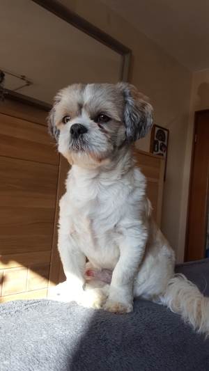 Deckrüden, Shih-Tzu, Malteser, Havaneser, Bolonka Pudel Terrier Pekinese gesund erfahren liebenswert Bild 6