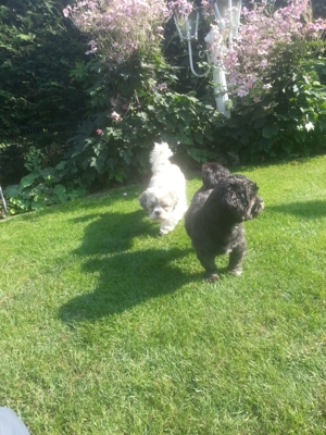 Deckrüden, Shih-Tzu, Malteser, Havaneser, Bolonka Pudel Terrier Pekinese gesund erfahren liebenswert Bild 2