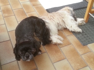 Deckrüden, Shih-Tzu, Malteser, Havaneser, Bolonka Pudel Terrier Pekinese gesund erfahren liebenswert Bild 13