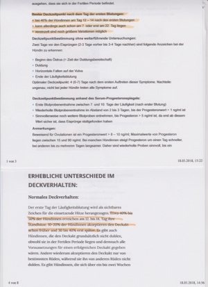 Deckrüden, Shih-Tzu, Malteser, Havaneser, Bolonka Pudel Terrier Pekinese gesund erfahren liebenswert Bild 5