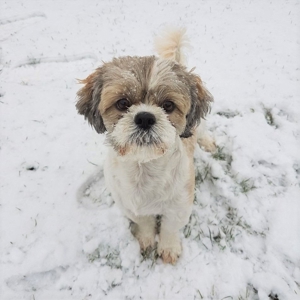 Deckrüden, Shih-Tzu, Malteser, Havaneser, Bolonka Pudel Terrier Pekinese gesund erfahren liebenswert Bild 17