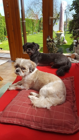 Deckrüden, Shih-Tzu, Malteser, Havaneser, Bolonka Pudel Terrier Pekinese gesund erfahren liebenswert