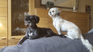 Deckrüden, Shih-Tzu, Malteser, Havaneser, Bolonka Pudel Terrier Pekinese gesund erfahren liebenswert Bild 8