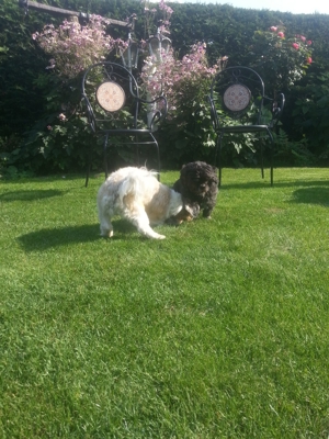 Deckrüden, Shih-Tzu, Malteser, Havaneser, Bolonka Pudel Terrier Pekinese gesund erfahren liebenswert Bild 20