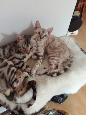 Bengalkatzen