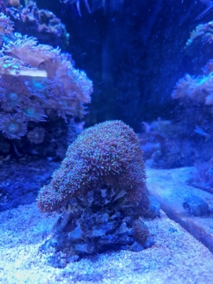 Galaxea fascicularis - Kristallkoralle 