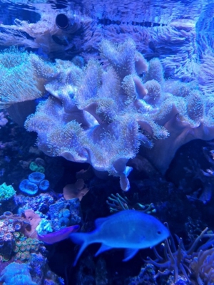 Pilzlederkoralle (Sarcophyton)