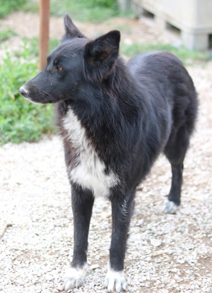 Brooklyn, geb. ca. 08/2020, lebt in GRIECHENLAND, im städt. Tierheim Serres Bild 9