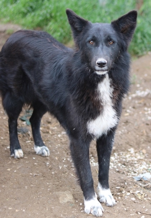 Brooklyn, geb. ca. 08/2020, lebt in GRIECHENLAND, im städt. Tierheim Serres Bild 8