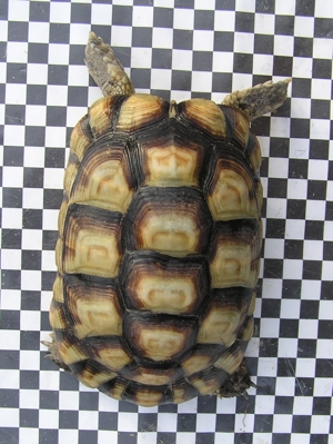Breitrandschildkröte, Testudo marginata Bild 9