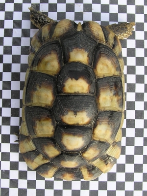 Breitrandschildkröte, Testudo marginata Bild 6