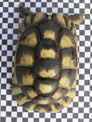 Breitrandschildkröte, Testudo marginata Bild 3